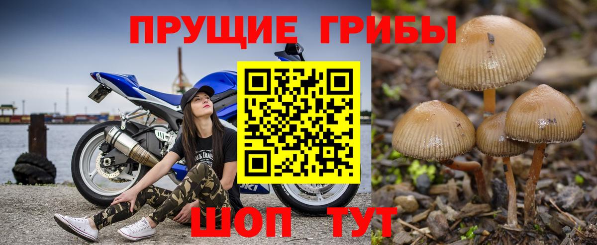 Галлюциногенные грибы Cubensis  Вход с VPN  Россия 