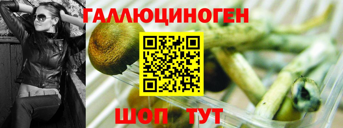 Псилоцибиновые грибы Psilocybe Россия